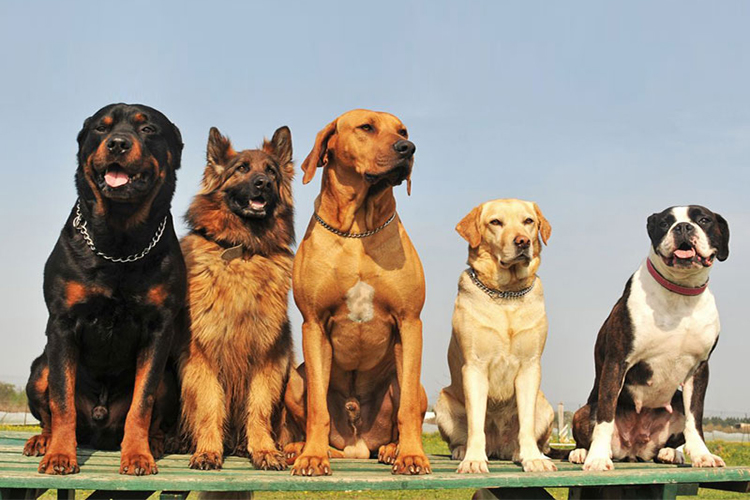 Tanınan Köpek Cinsleri