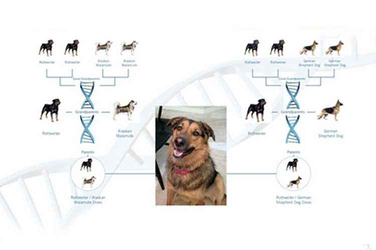 Köpek Cinsi Belirleme Testi